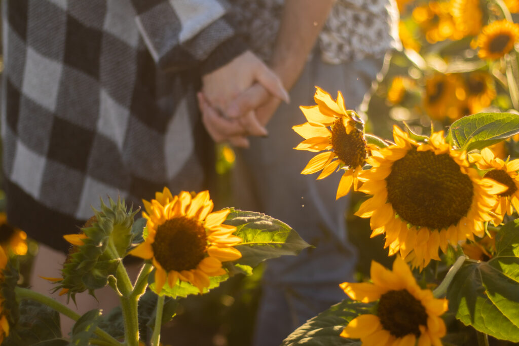 Couple holding hands surrounded by sunflowers at the Cross E Ranch Sunflower Festival